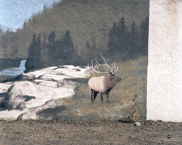 Elk, Gooding Idaho © Alexis Pike