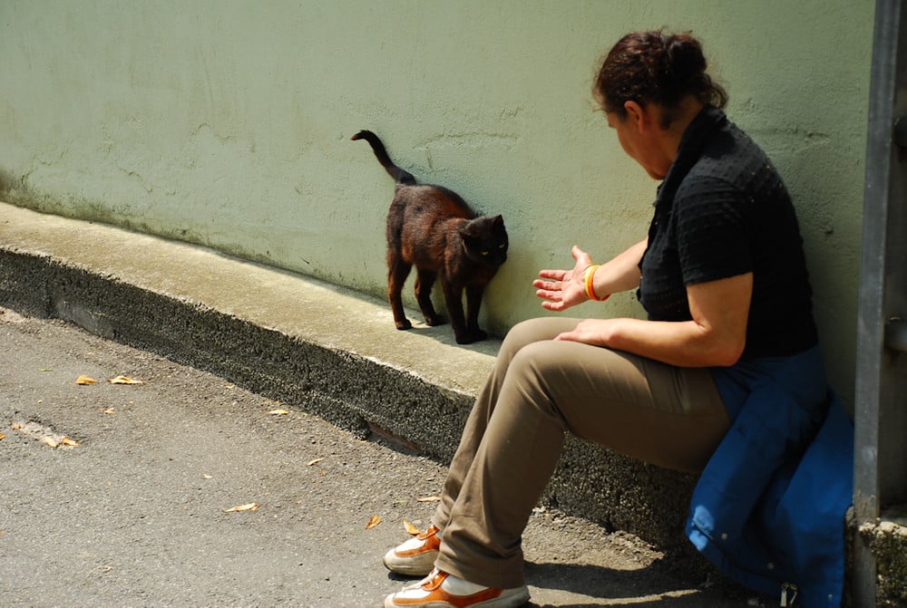 Susanna’s love for cats