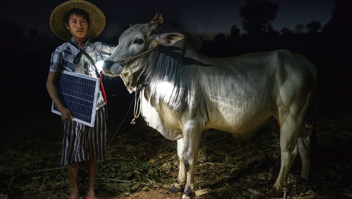 Mg Ko, 20 years old. A Shan farmer with his cow in Lui Pan Sone Village. Kayah State.