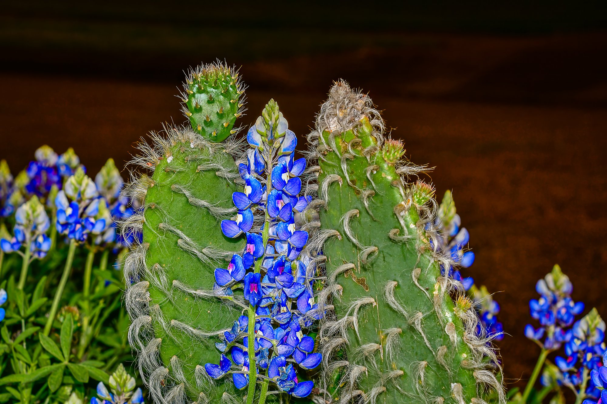 Bluebonnet and Cacti Love Story: One Too Many Pricks