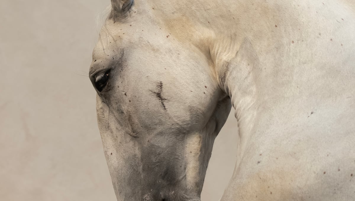 Generalissimus Episoda