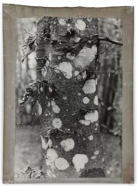 Alsace 1, 2010, Silver Gelatin Print, 173 x 127 cm © Jeff Cowen