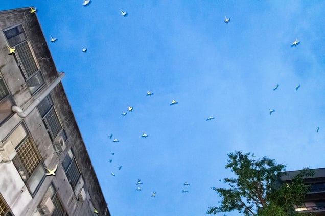 From the photo series "Tokyo Parrots" © Yoshinori Mizutani