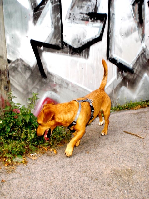 "DOG DIARIES" "HÜNDISCHE TAGEBÜCHER"
