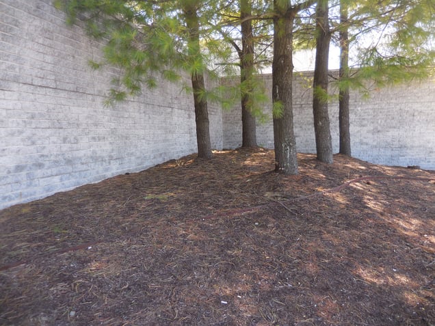 Pine Trees
