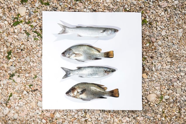 Stage: Liguria. Typical fishes of the Ligurian coast, muggini and ombrine.