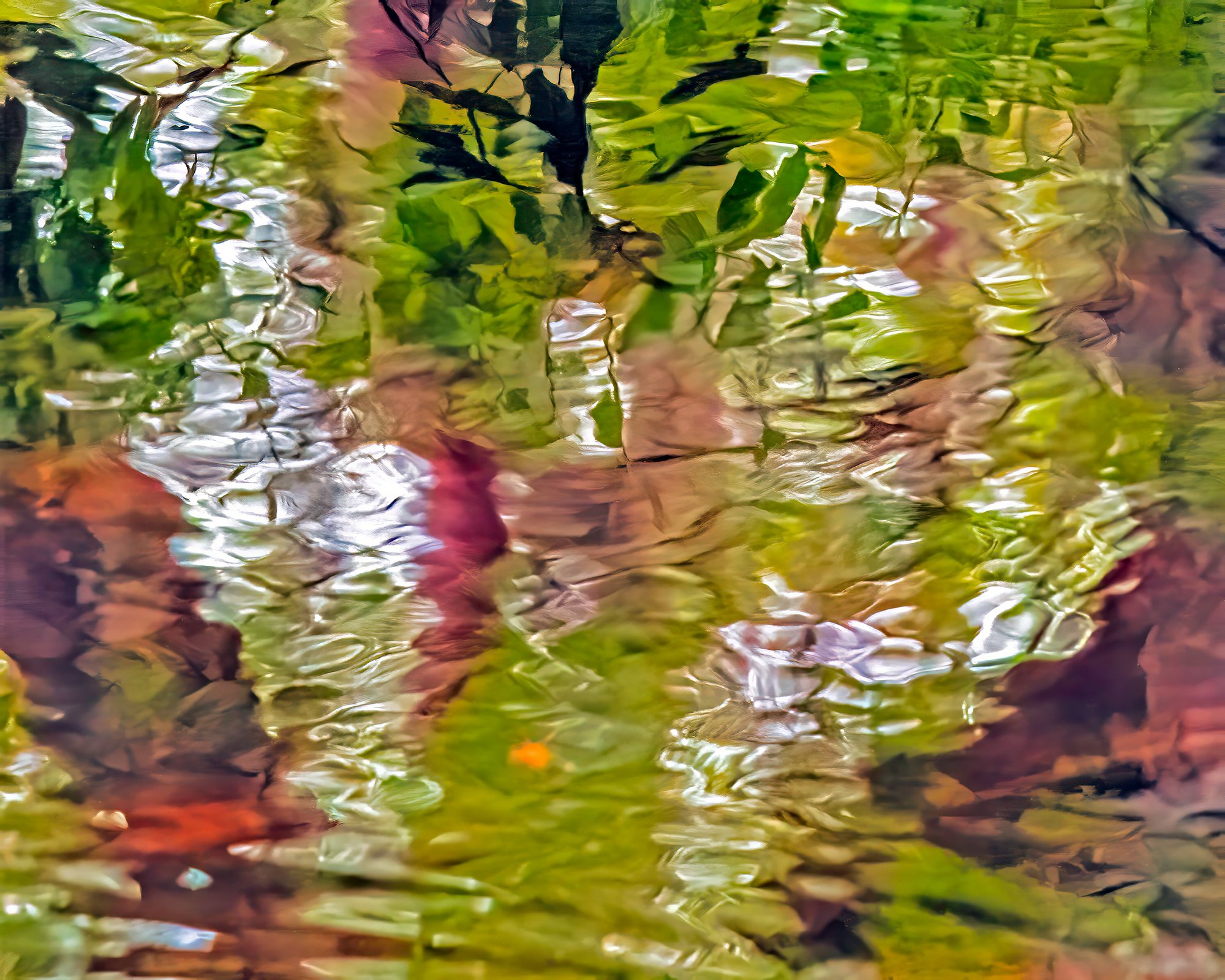 Reflections Paused 