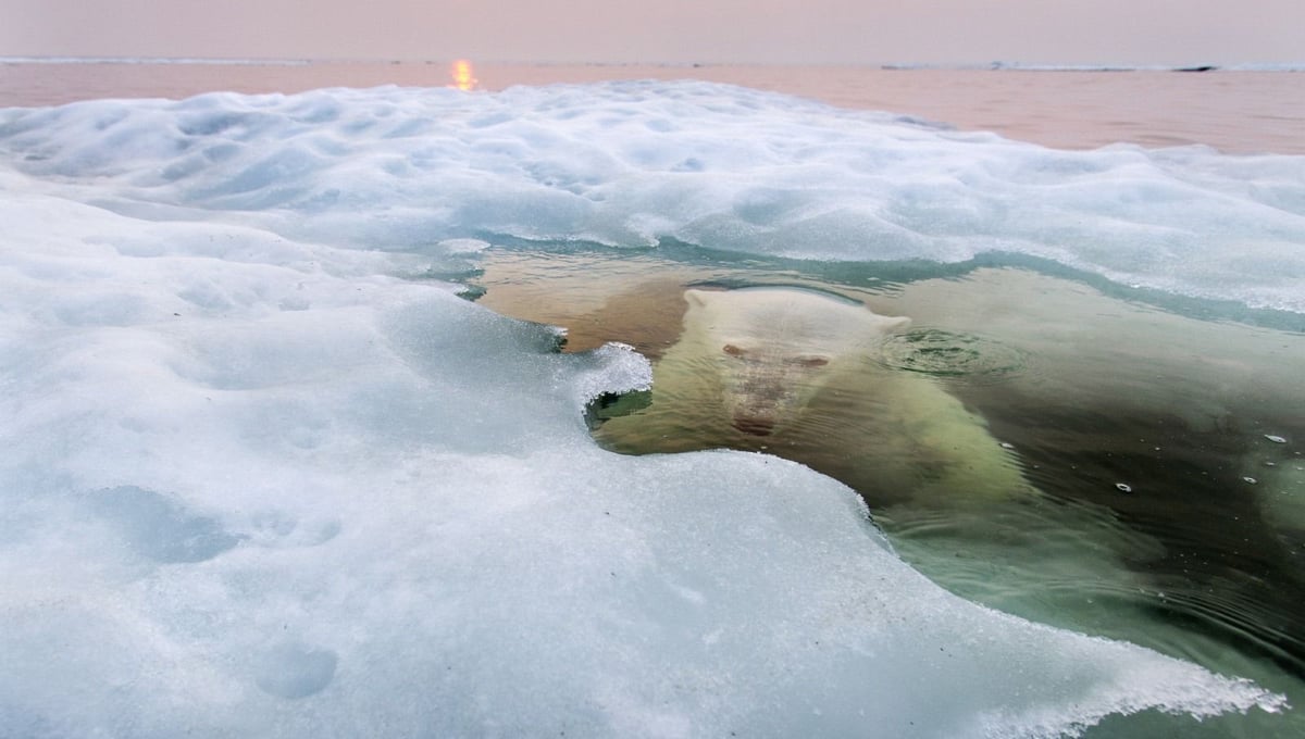 The Ice Bear. A polar bear peers up from beneath the melting sea ice on Hudson Bay as the setting midnight sun glows red from the smoke of distant fires. The Manitoba population of polar bears, the southernmost in the world, is particularly threatened by a warming climate and reduced sea ice. <br>Grand Prize and Nature Winner © Paul Souders/National Geographic Photo Contest