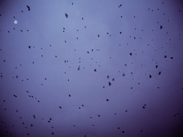 New Year's Sunrise 2014