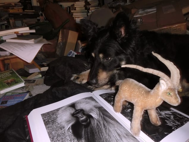 "OLD & NEW NATURE" or "Animal Rebellion Act"