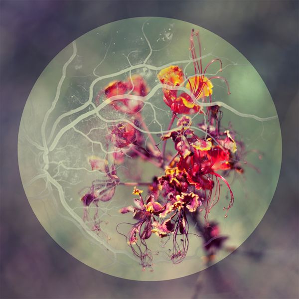 Florafaunal Angiography