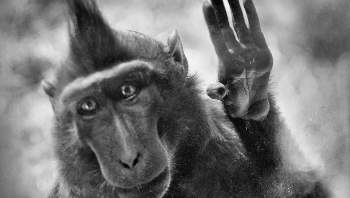 Macaque © Anne Berry
