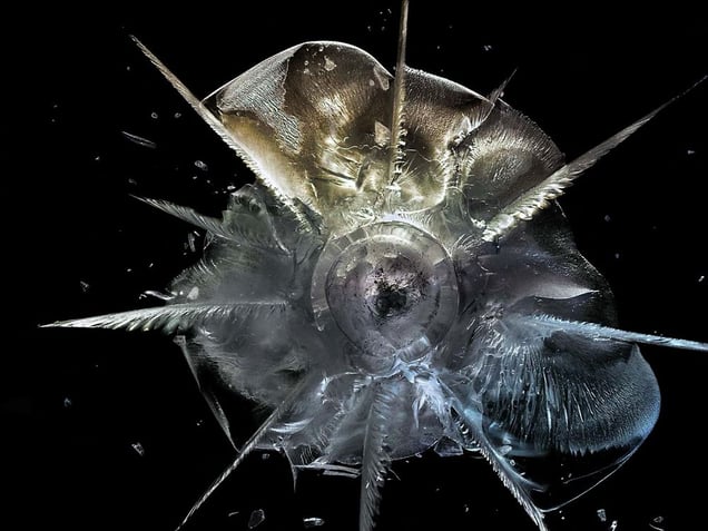 .45 Hollow Point II © Deborah Bay