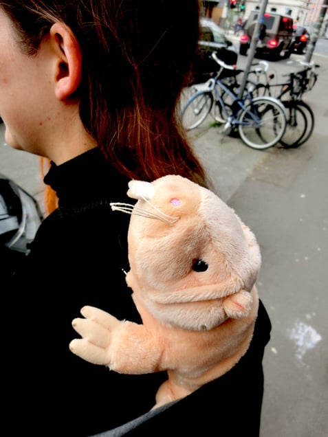 "COLOGNE CITY CREATURES"