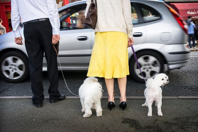 Surrogate children? The British do pride themselves on their love of animals. England.