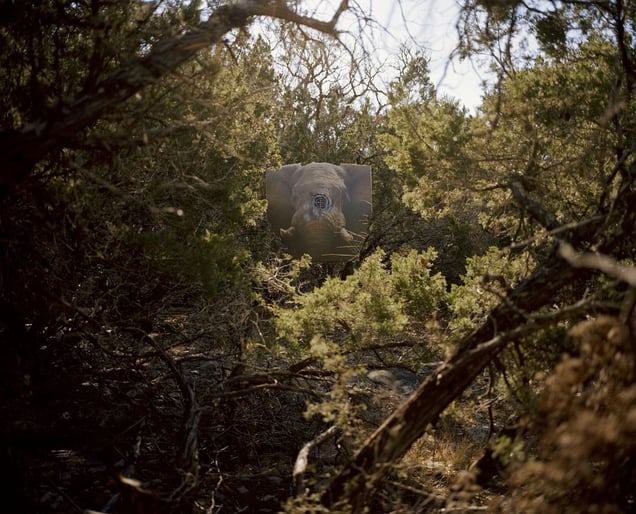 big five target # V, charging elephant, texas, usa-from the series 'hunters'-David Chancellor