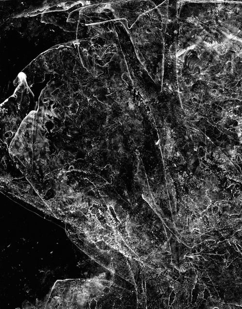 Untitled No. 14 (Plume) © Claire A. Warden