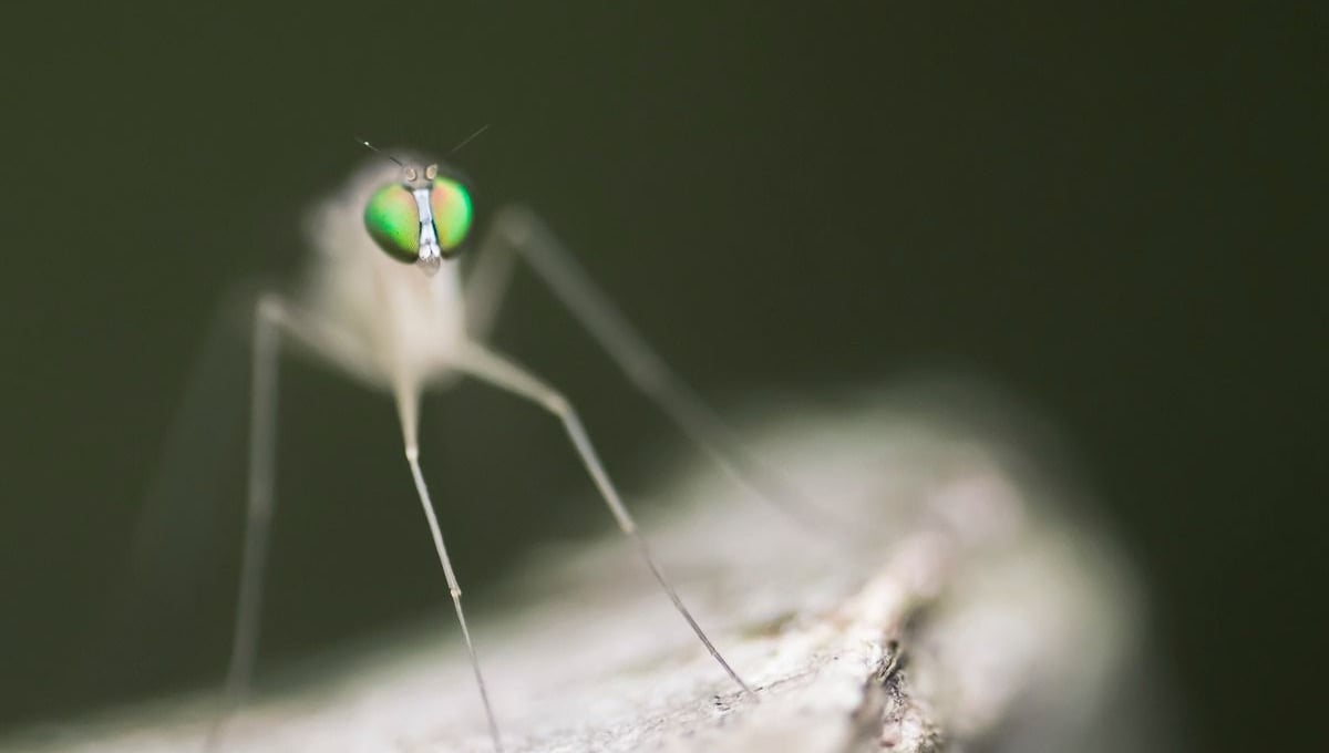 Neurigona quadrifasciata © Patrick Lienin