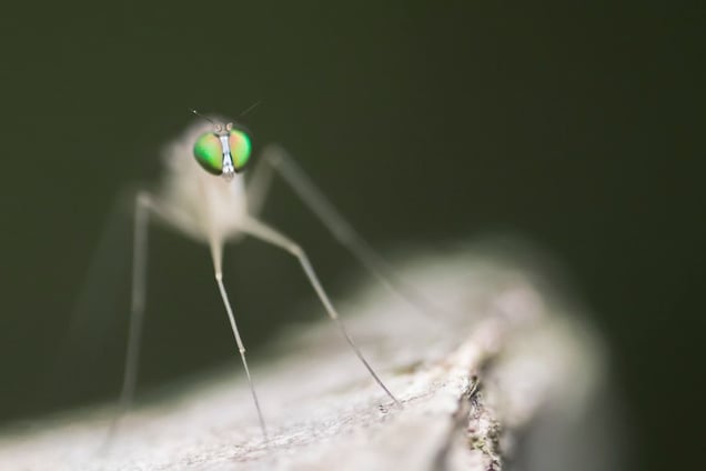 Neurigona quadrifasciata © Patrick Lienin