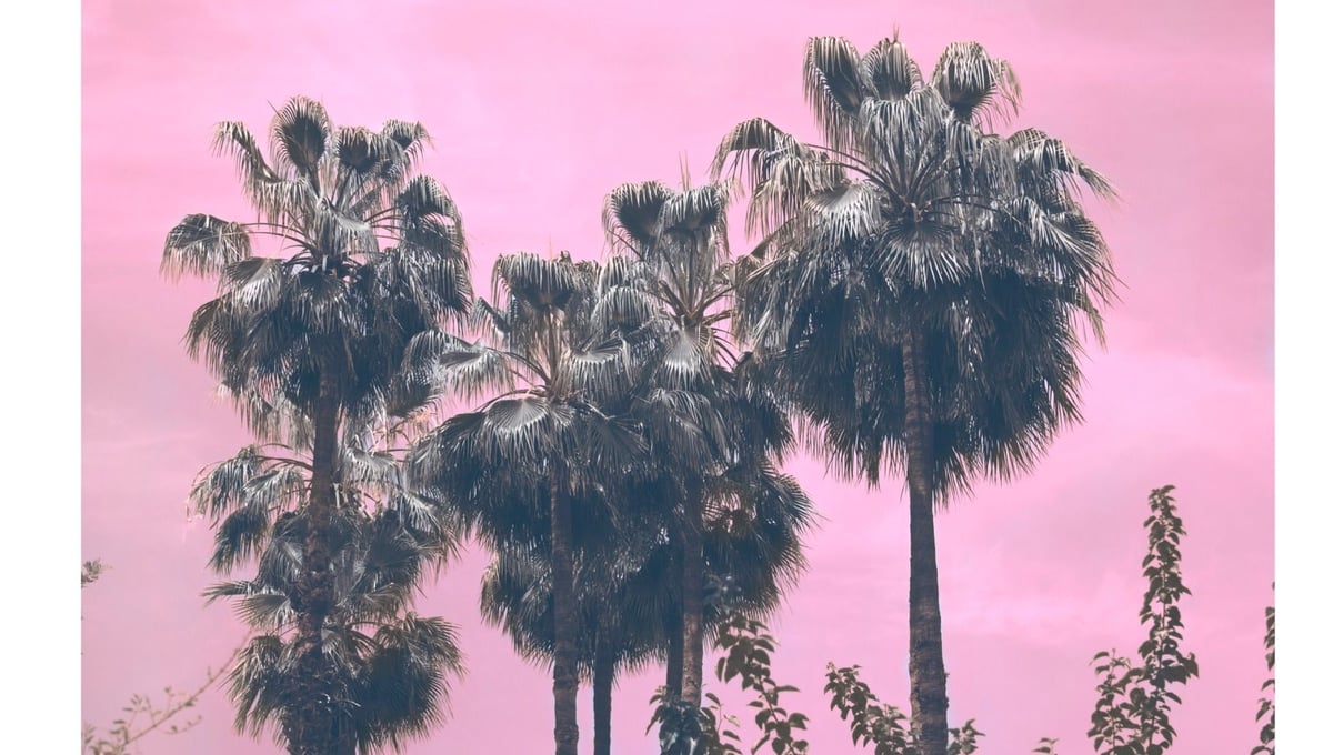 Le reve rose.