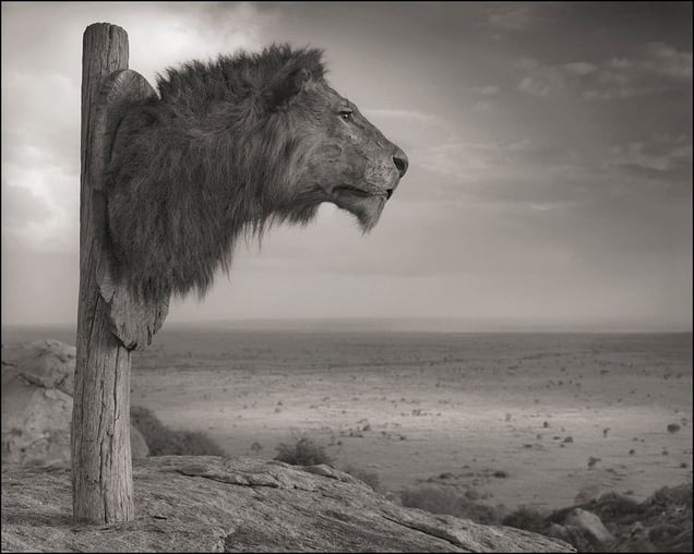 Lion Head Trophy © Nick Brandt. Courtesy of Edwynn Houk Gallery, New York