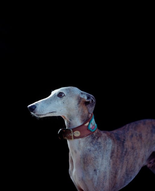 Greyhound. From the exhibition "Kainuu" © Jussi Sarkilahti