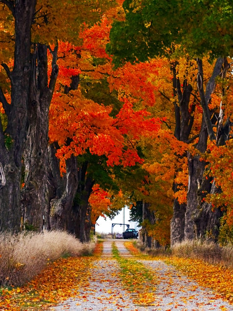 Street of colors