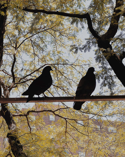Silhouettes