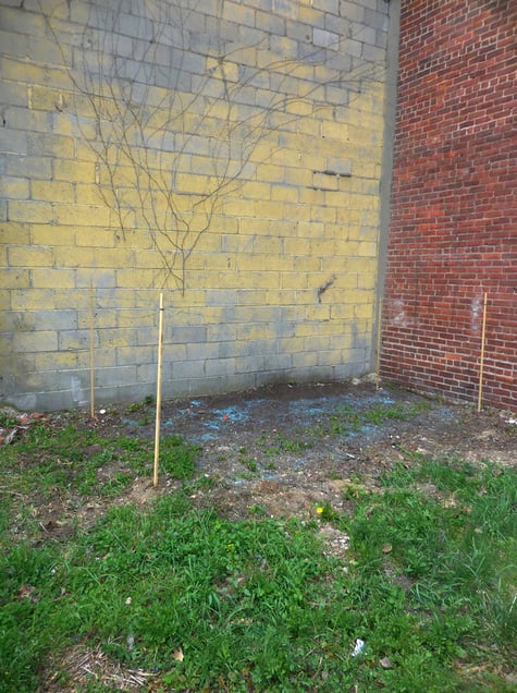 Yellow Wall with Vines
