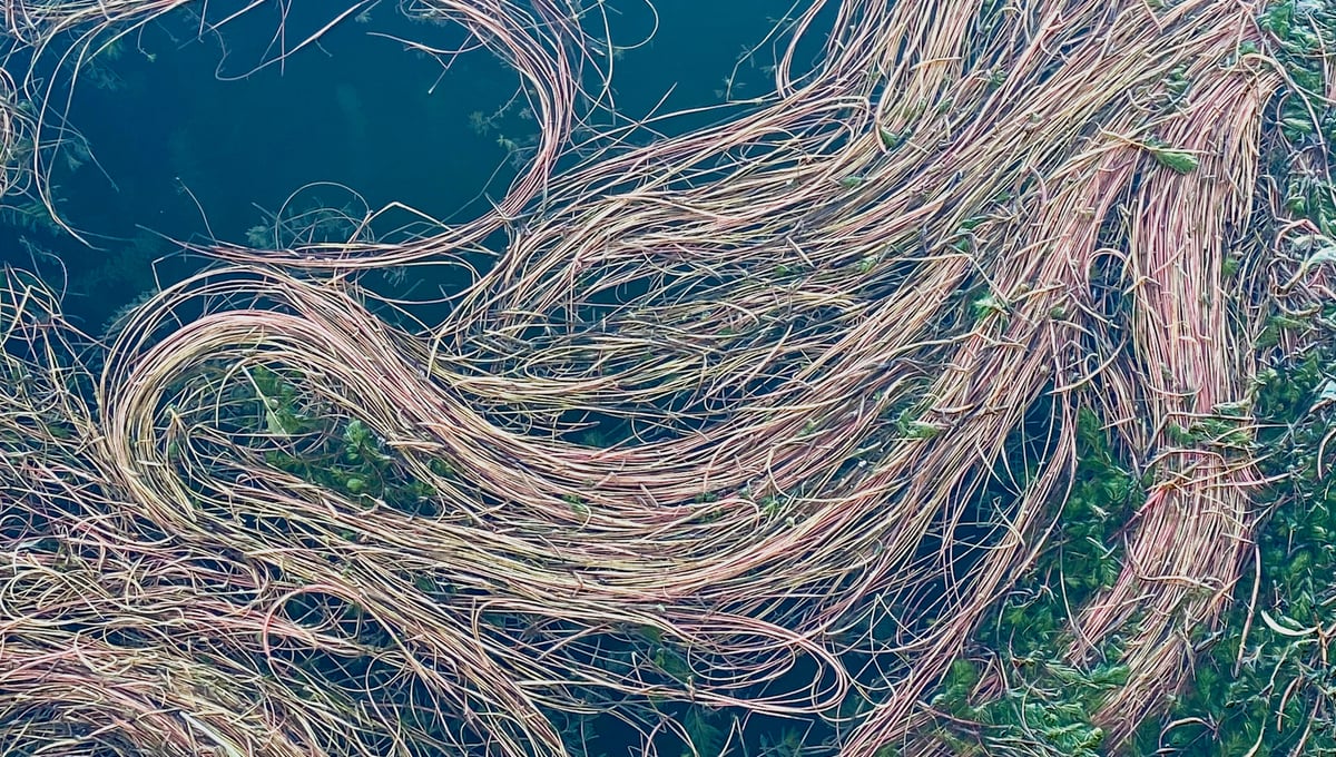 Myriophillum_Elaiza Pozzi.jpg