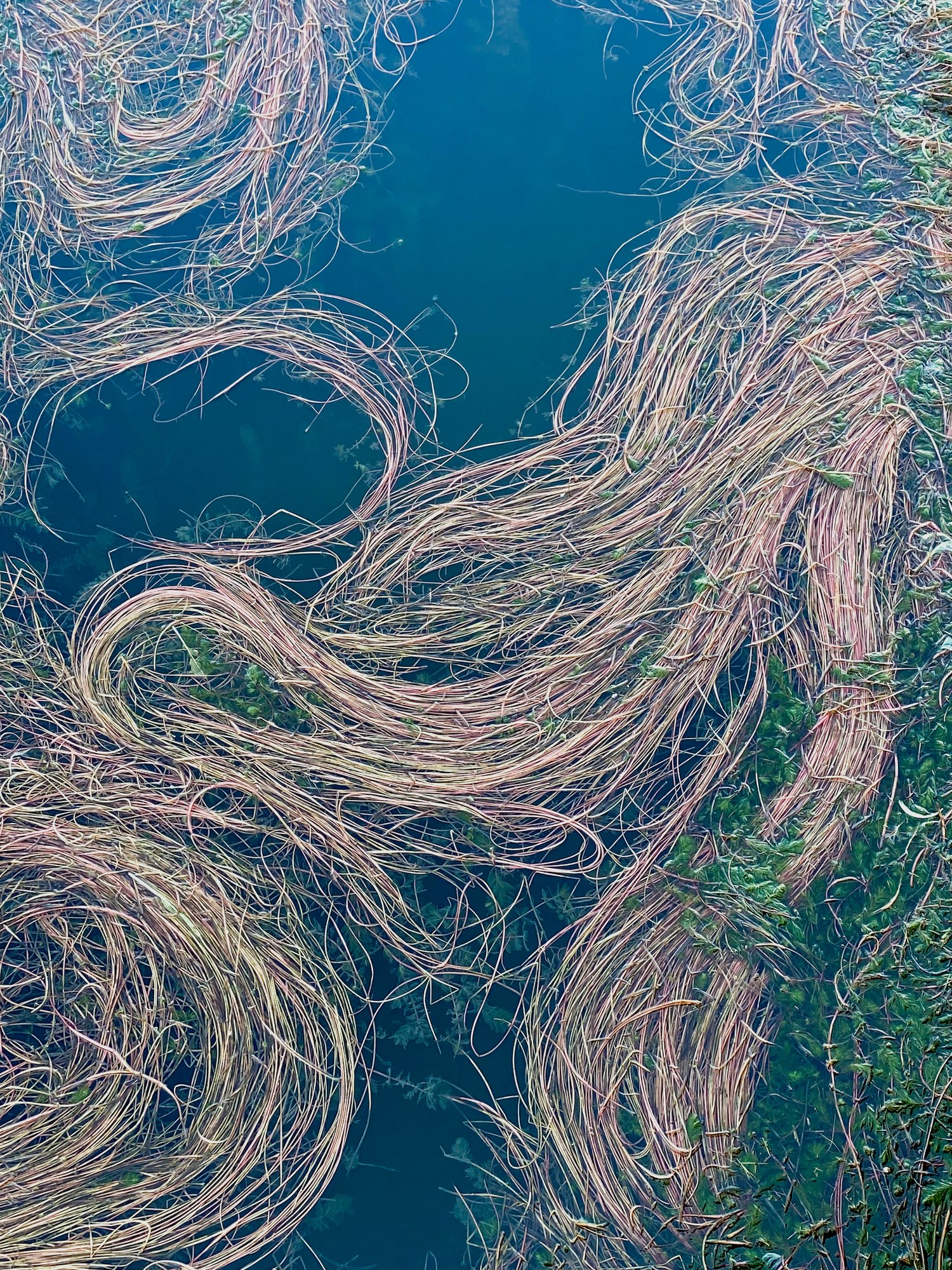 MYRIOPHILLUM