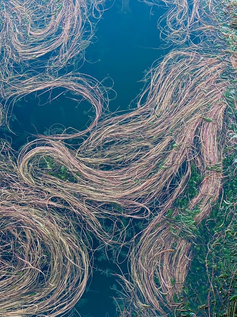 Myriophillum_Elaiza Pozzi.jpg