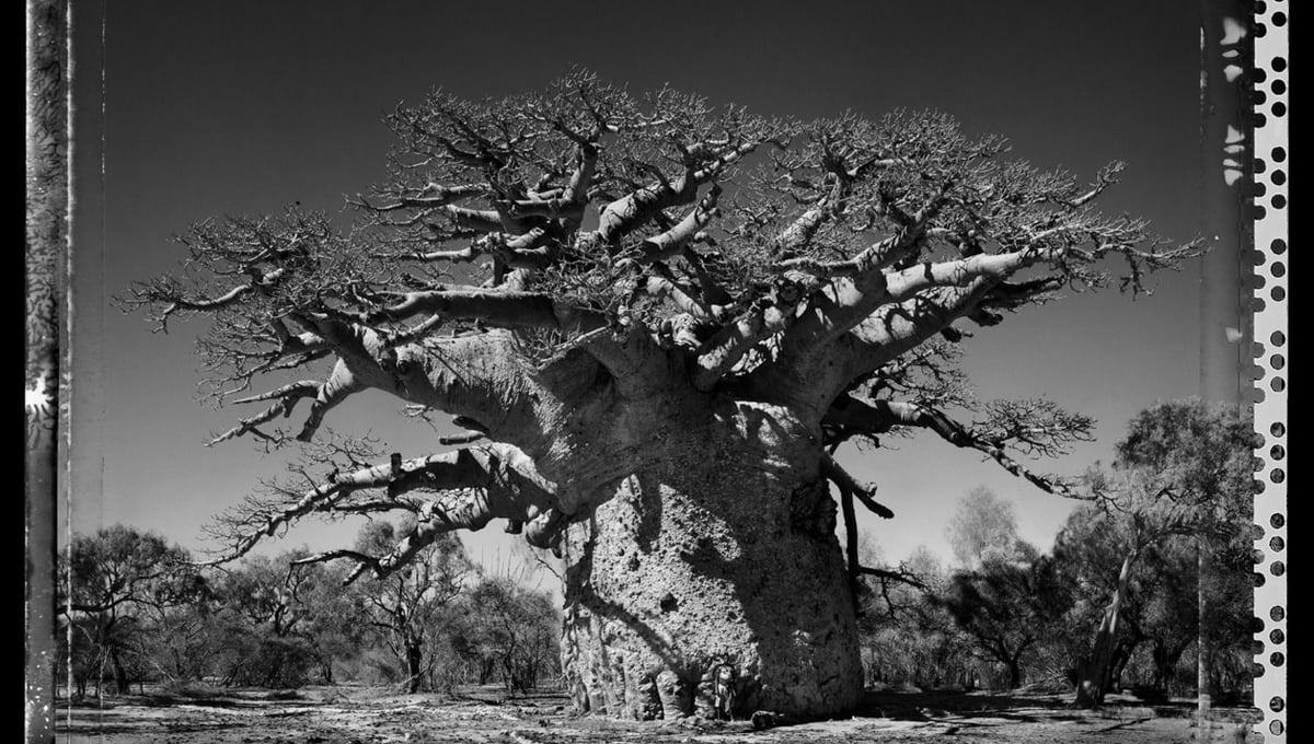 Baobab 24 Madagascar 2010 © Elaine Ling