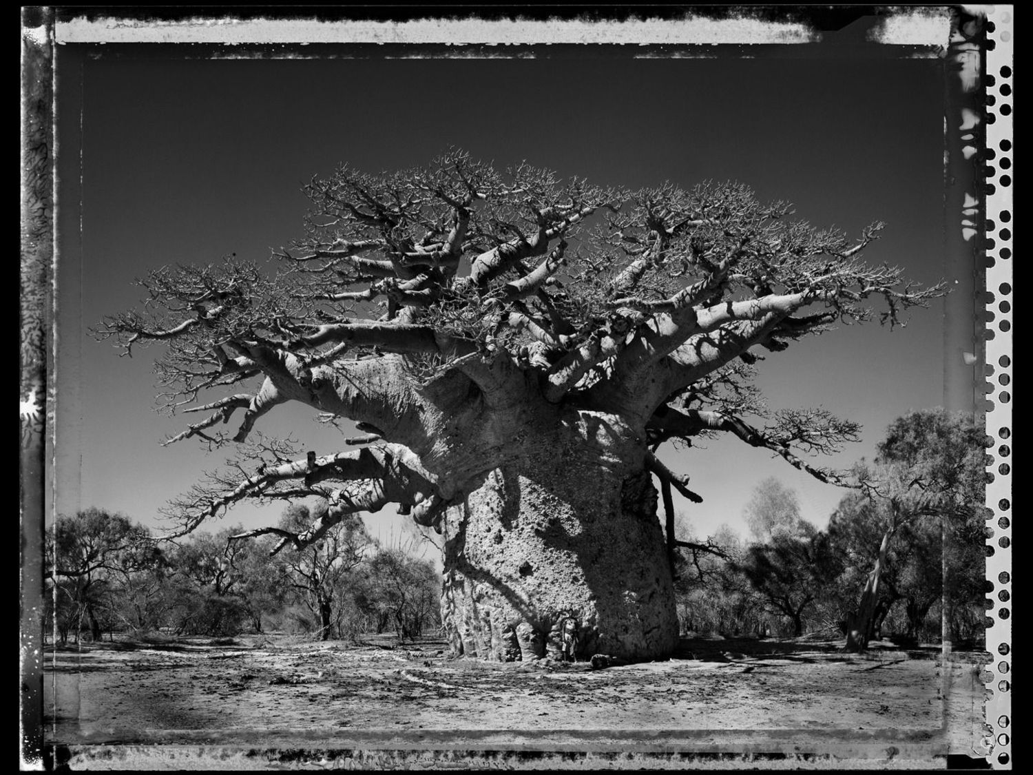 Baobab, Tree of Generations
