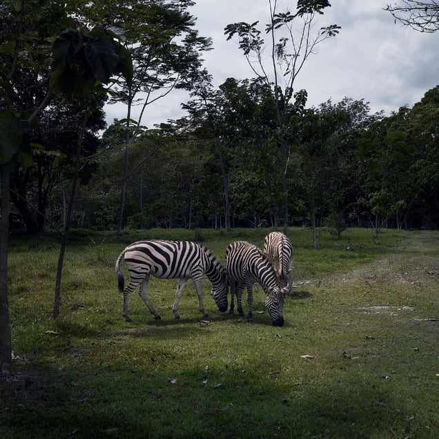 Hacienda Napoles, Colombia