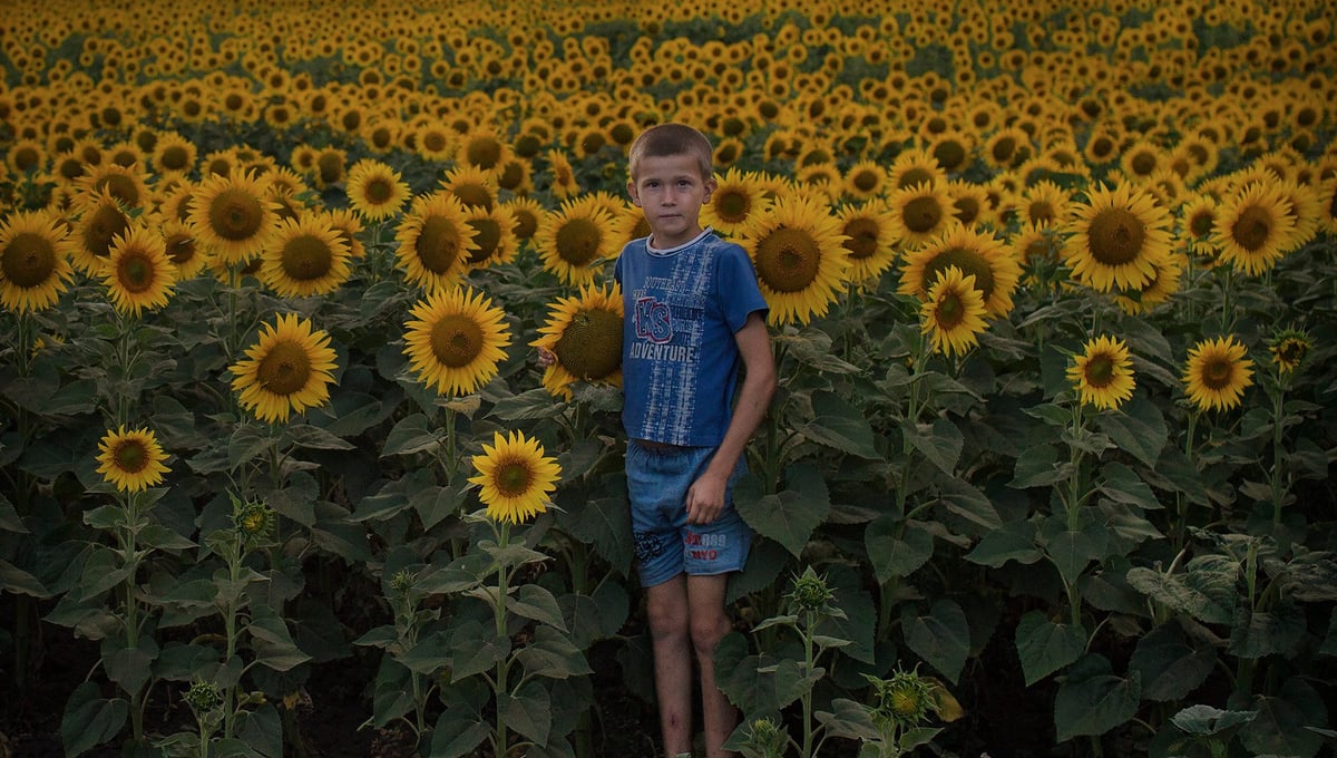 Sunflowerboy: At home in a valley of sunflowers young boy Benjamin Gradinari spends a lot of his time working and playing. It´s strikingly beautiful and a big contrast to life itself. Moldova's poverty and lack of jobs forces families to be apart in search of a better life.