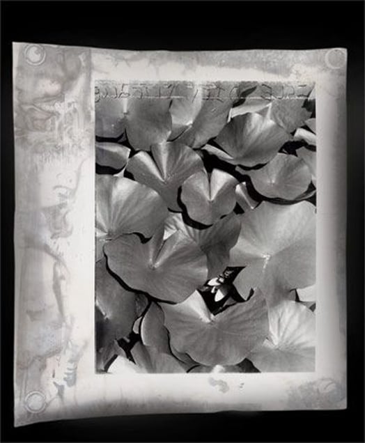 Lotus-Eaters 4,127 x 127 cm, 2005 © Jeff Cowen