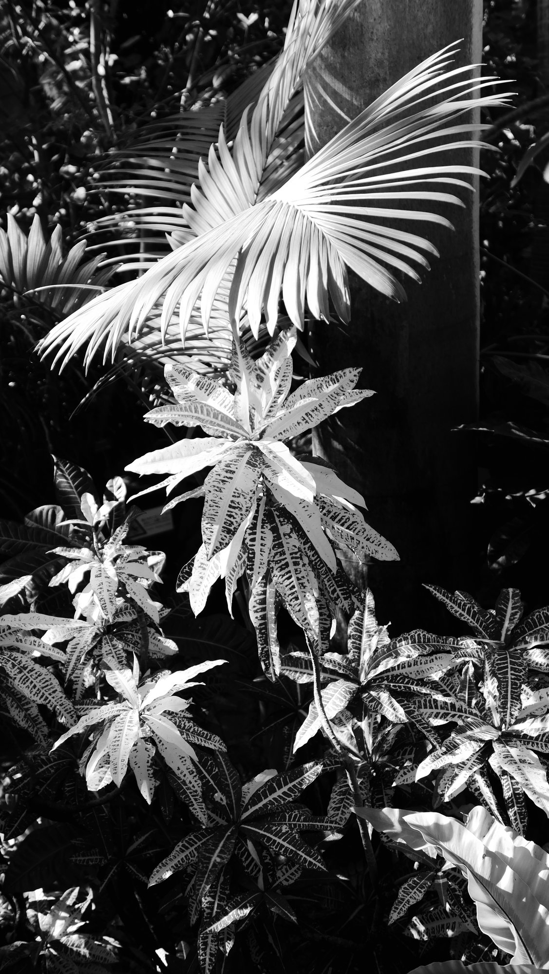 Like a jungle  series.-1