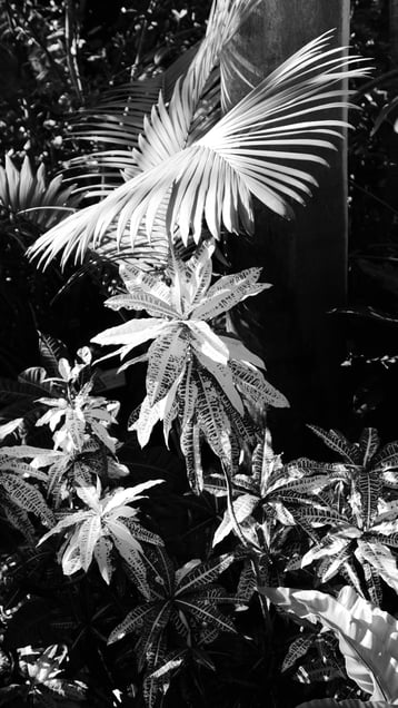 Like a jungle  series.-1