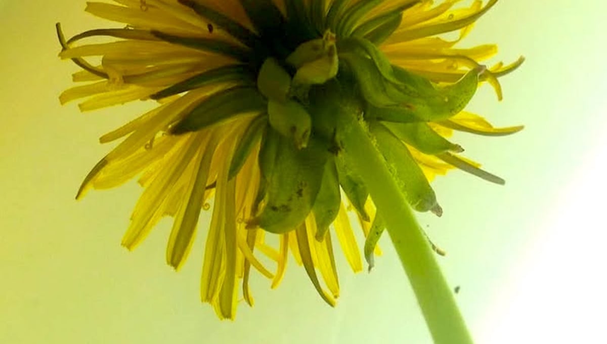 Dandelion Solo