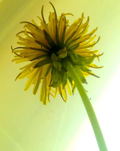 Dandelion Solo