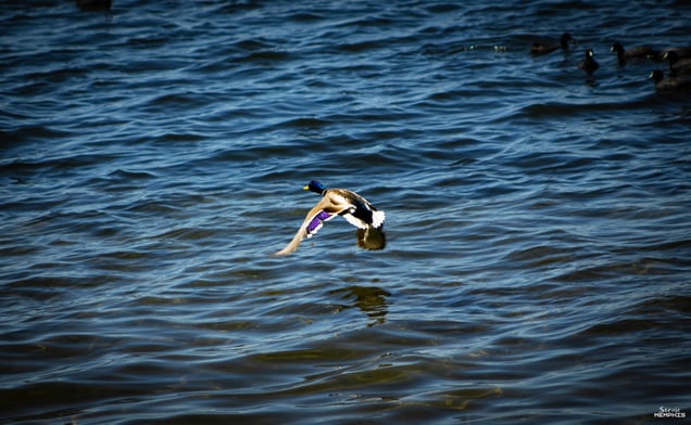 Mallard I