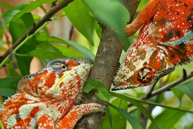 Two male Panther chameleons, Furcifer pardalis, fighting; Madagascar Exotique, Madagascar, 11 November 2015.