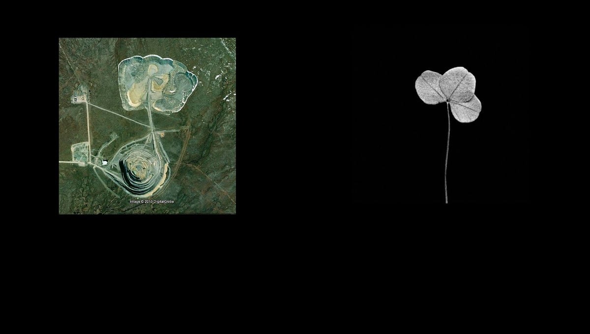 Earth Herbarium, Part I © Evgeny Molodtsov