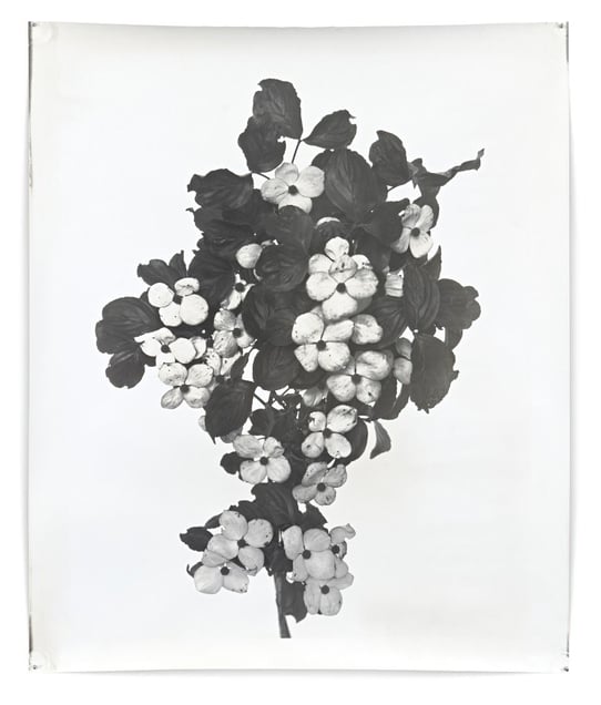 Nature Morte 8, 162 x 127 cm, Silver Gelatin Print, Mixed Media © Jeff Cowen