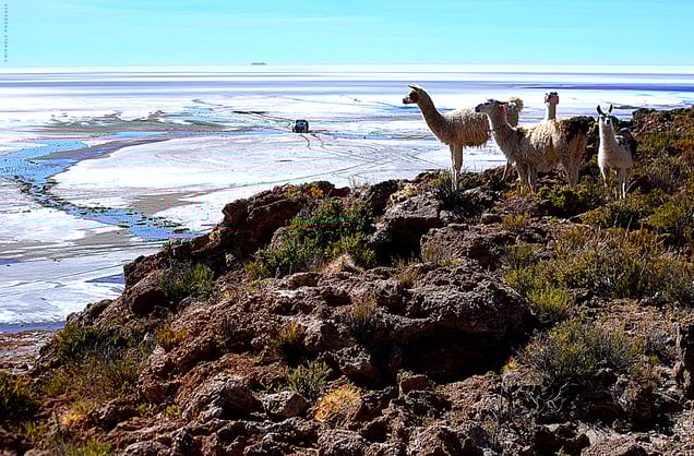 El desierto de Coipasa