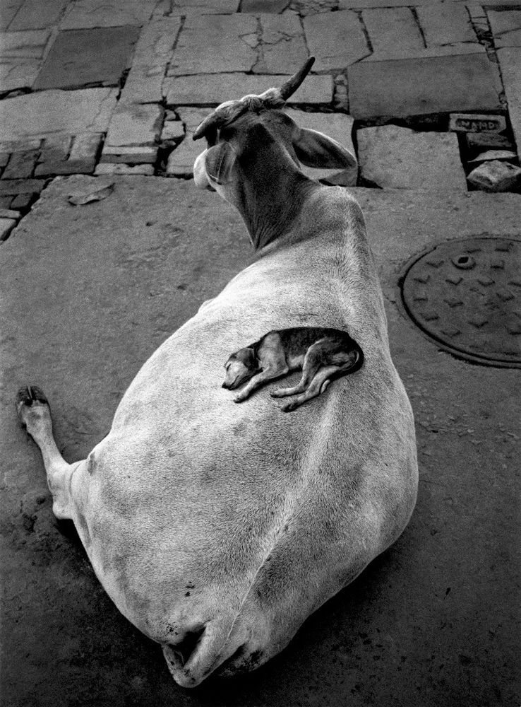 PENTTI SAMMALLAHTI 写真集 Amazon.co.jp: 『ペンティサマラッティ 写真集 Pentti