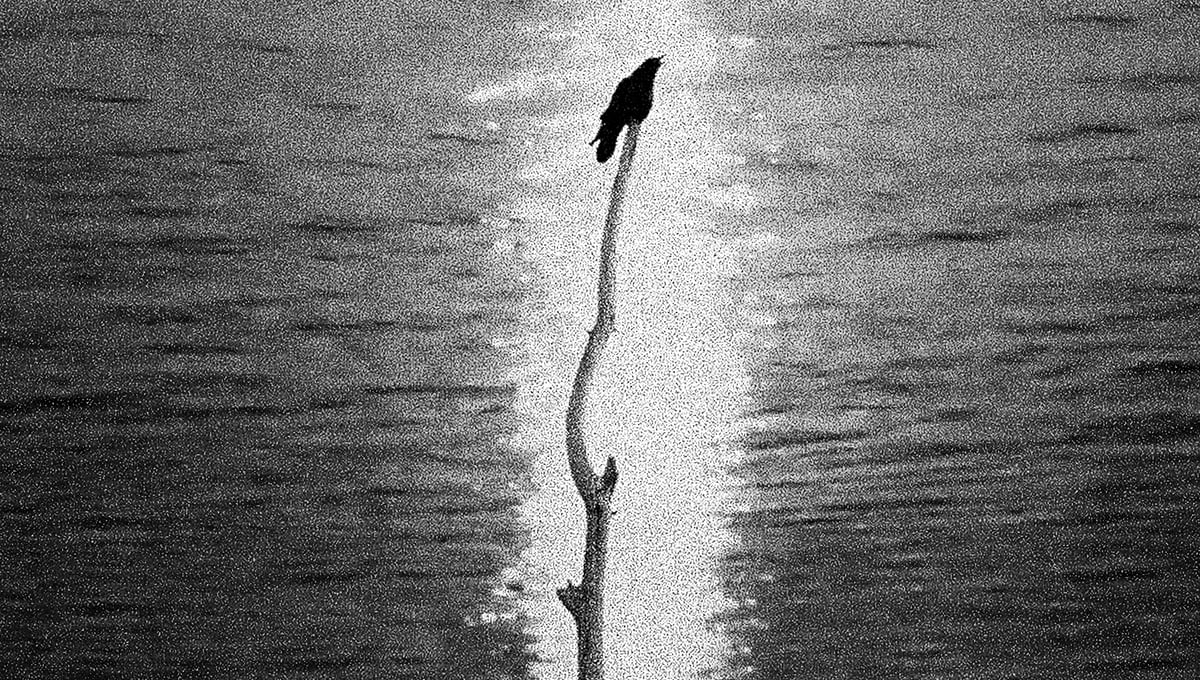 From the series, If Dreams Are Real, Let's Stay Asleep