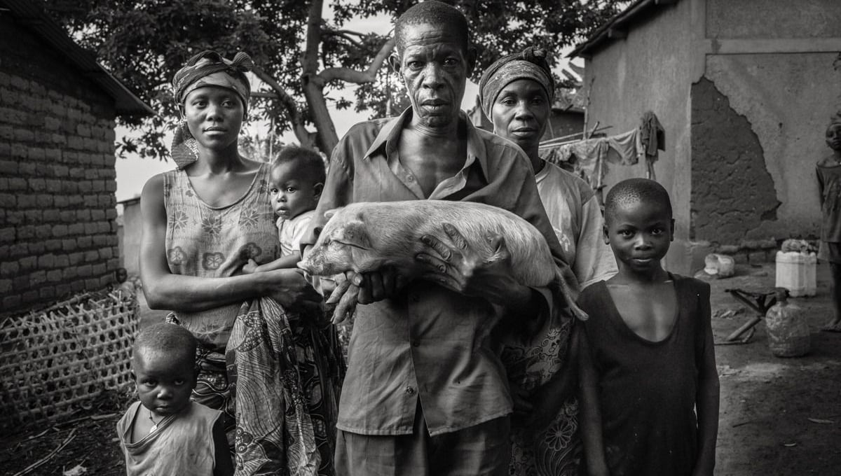 Through IFAD (International Fund for Agricultural Development) in Burundi, people started a chain of solidarity to fight poverty and hunger. It’s a simple idea: people from a community receive pigs and once they have piglets, they donate them to other people from the same community. Bujumbura surroundings, Burundi.