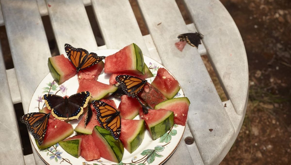 Monarch Butterflies and Watermelon